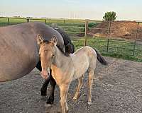 champagne-palomino-foal