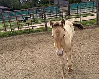 grullo-broodmare