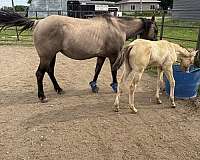 grullo-foal