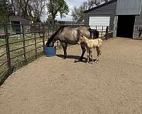 champagne-palomino-foundation-ranch-horse