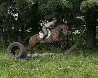 thoroughbred-horse