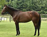thoroughbred-mare