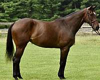 thoroughbred-horse-for-sale