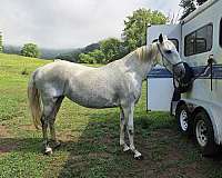 all-around-lusitano-horse