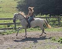 athletic-lusitano-horse