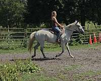 dressage-lusitano-horse