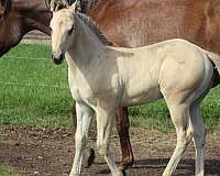 all-around-quarter-horse