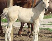 athletic-quarter-horse