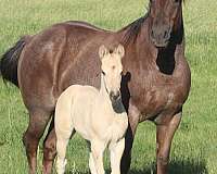 gymkhana-quarter-horse