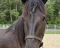 roan-percheron-mare-foal