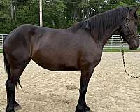 blue-roan-percheron-mare-foal