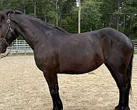 black-percheron-mare-foal