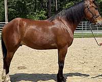 bay-draft-gelding