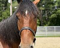 16-hand-draft-gelding