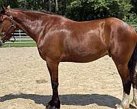 bay-gelding-for-sale