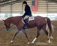 aphc-aqha-gelding