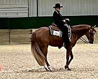chestnut-appaloosa-gelding