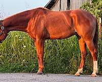 chestnut-aphc-gelding