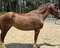 sorrel-draft-mare