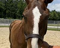 15-hand-draft-mare