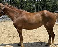 sorrel-mare-for-sale