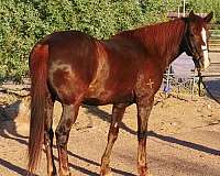 quarter-horse-gelding