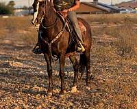 quarter-horse-for-sale