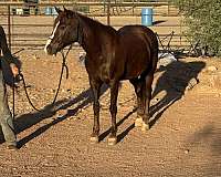 all-quarter-horse