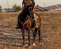 adults-quarter-horse