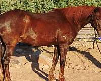beginner-novice-quarter-horse