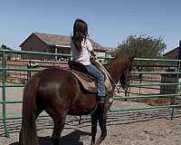 anyone-quarter-horse