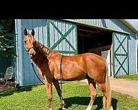 rocky-mountain-gelding