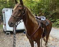 rocky-mountain-horse