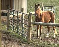 gelding