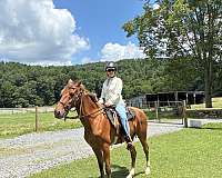 baths-rocky-mountain-horse