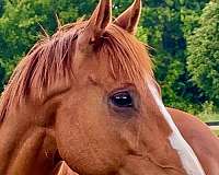 thoroughbred-gelding