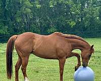 thoroughbred-horse-for-sale