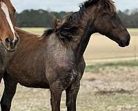 14-hand-quarter-horse-yearling