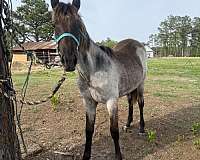 14-hand-quarter-horse