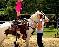 smooth-riding-horse-paso-fino