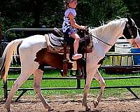 kid-friendly-horse-paso-fino