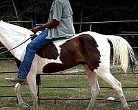easy-ride-horse-paso-fino