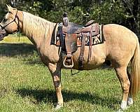 all-around-quarter-horse