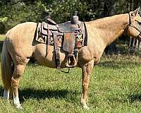 athletic-quarter-horse
