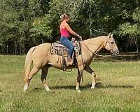 barrel-quarter-horse