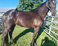 east-tennessee-walking-horse