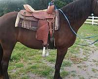 poco-tennessee-walking-horse