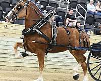 blaze-white-on-legs-horse