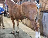 sorrel-blaze-white-on-legs-horse