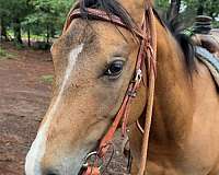 quarter-horse